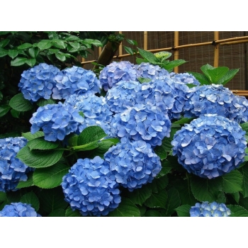 Hortensja ogrodowa  NIKKO BLUE niebieska